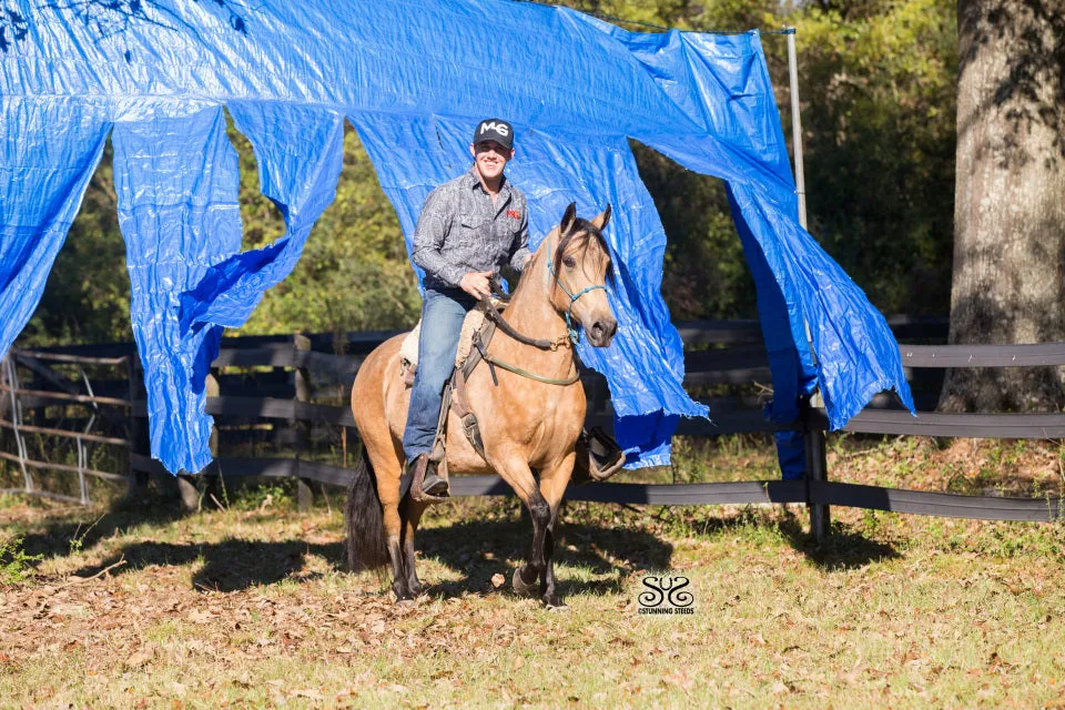 Free Horse Training