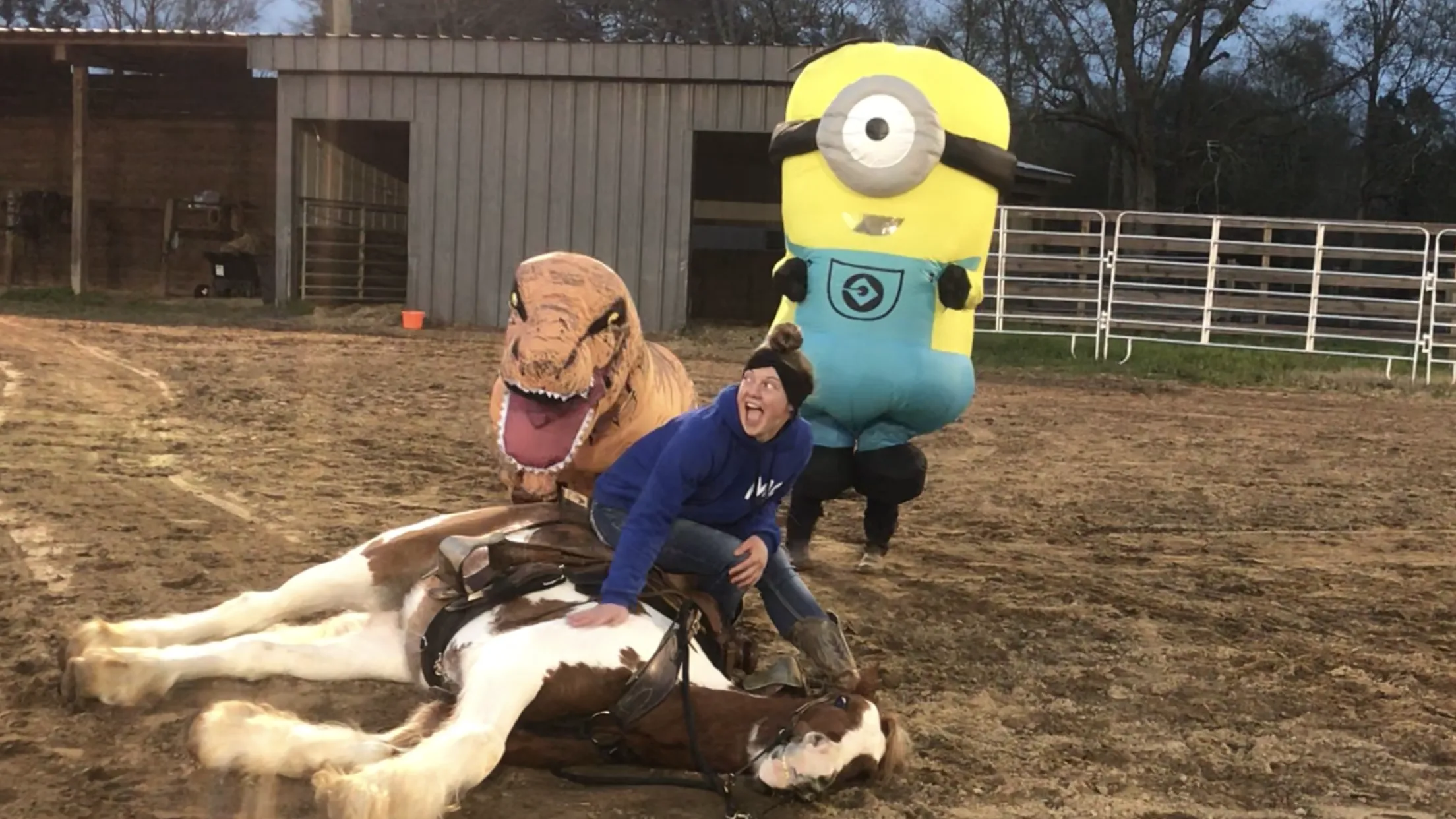 Free Horse Training