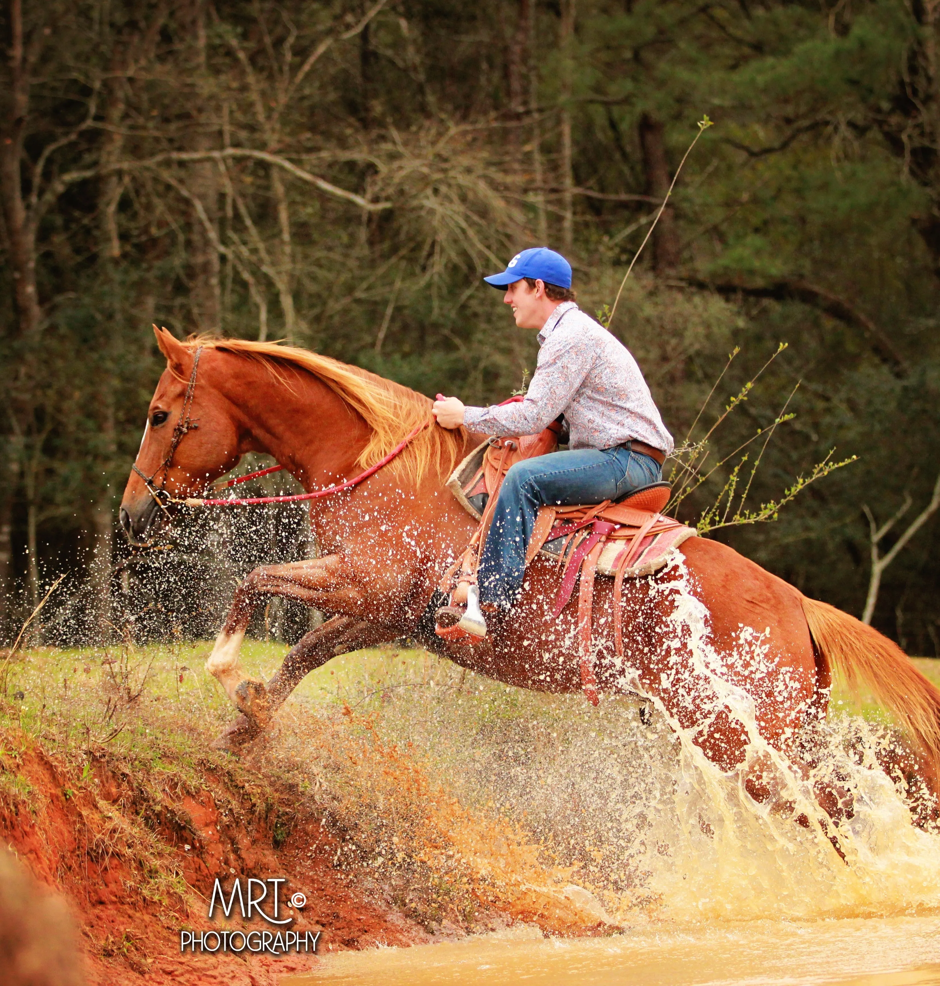 Free Horse Training